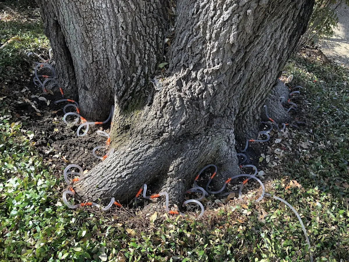 Detailed Tree Cabling and Bracing job site in Lester