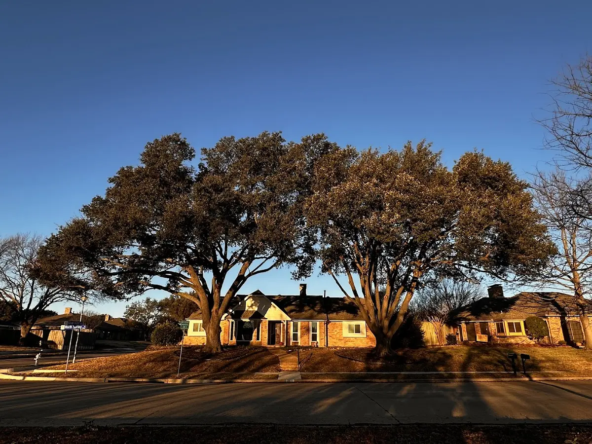 Established residential canopy tree shading a home in Lester